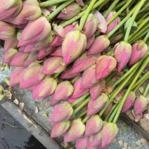 现采新鲜荷花花苞睡莲花苞基地批发现采现发