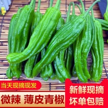 泡椒薄皮椒芜湖椒产地看货论价提供一条龙服务