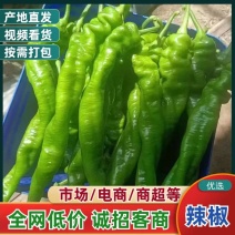 【货量充足】辽宁新民精品螺丝椒全国发货欢迎来电选购！