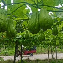 贵州佛手瓜货量充足保质保量对接市场档口商超电商渠道欢迎咨