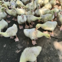 长年脱温鹅出售