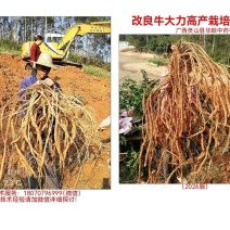 高产改良牛大力苗+高产技术