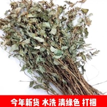 今年新货鱼腥草野生鱼腥草新鲜干货红杆叶绿高含量