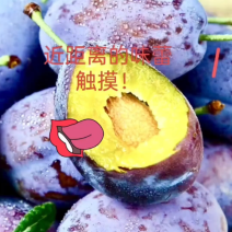 生态内蒙古，蓝色好味道！阳光吻过的西梅，品质你猜？！