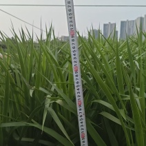 广州龙血树急清，整车处理，大量批发