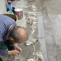 红尾鱼