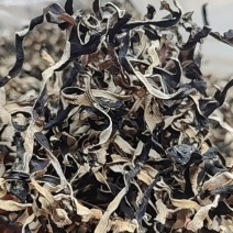 头茬白背毛木耳丝自有加工厂山东原产地直发