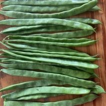 扁豆小金豆任何标准大量有货