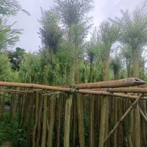 串钱柳（红千层）3-10分，大量现货