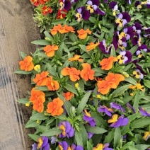 角堇鲜花