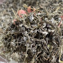 大山采摘野生藤茶