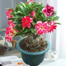 重瓣沙漠玫瑰盆栽四季开花好养老桩室内多色阳台花卉绿植盆景