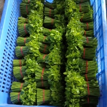 新鲜树仔菜