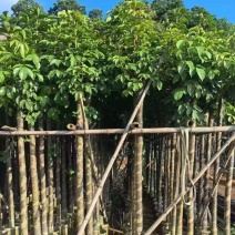 秋枫3-15分，大量现货待售