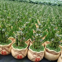 小森林竹子土培花卉好养活绿植办公桌面小盆栽