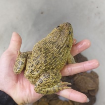 桂林**蛙业，田鸡牛蛙批发