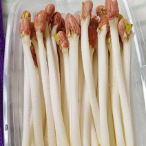 花生芽
