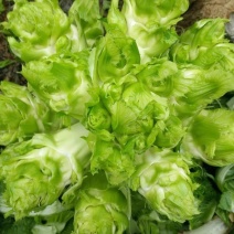 早研娃娃儿菜种子早熟耐寒儿菜种籽母子菜种子芥菜种子榨菜种