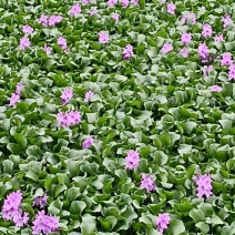 水仙花