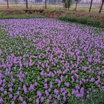 水鲜花水芙蓉