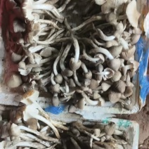 广西鸡枞菌