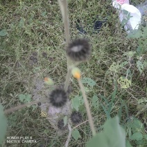 苘麻