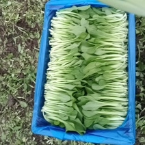精品鸡毛菜