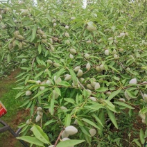 种植大户