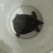 甲鱼