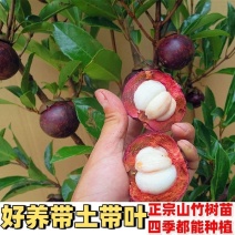 山竹树苗正宗无核山竹果苗南方北方种植四季庭院盆栽