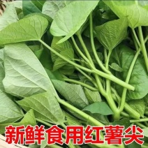 河南濮阳新鲜红薯尖红薯叶基地直发对接全国量大从优一条龙服