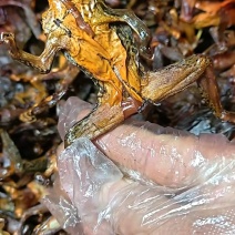 腊田鸡