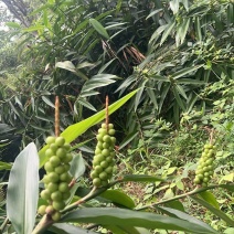 益智仁林下套种