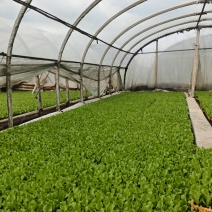 优质生菜穴盘苗脆嫩长势壮抗病强基地直供