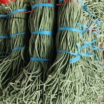 山东青条长豆角大量上市中，供应市场档口，电商平台