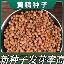 黄精种子当年新采黄精籽发芽率高批发零售种植简单好管理