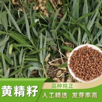 黄精种子批发零售黄精籽药食同源品种改良高产发芽率高