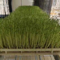 水培芽苗菜