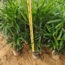棕竹20-200高，基地直销，一手货源，大量低价出售