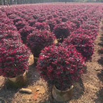 红继木球50-150高，规格齐全，基地直销，一手货源