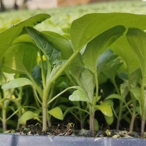 【推荐】直播茄子苗嫁接茄子苗高产抗病性好欢迎采购