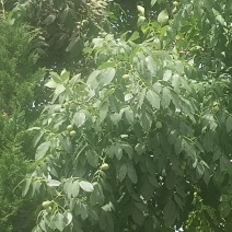 青皮核桃产地代办，鲜果大量上市，整车货源，保质保量