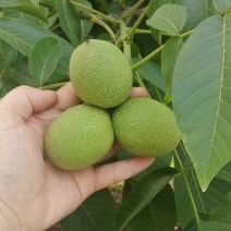 .青皮核桃大量现货，诚信代办，视频看货，空车来满车走