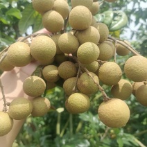 石硖，大量上市