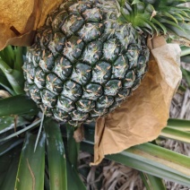 西瓜凤梨大量上市，需要的通过一亩田联系我