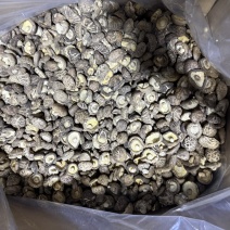 包邮新货茶花菇花菇2026新菇