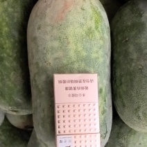 水果冬瓜，按需包装，新鲜直发