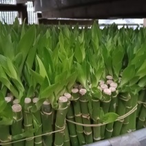 富贵竹批发