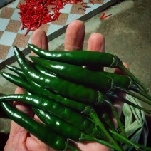 陕西洛南新苗青小米椒精品大果型墨绿色种植基地直供一手货源