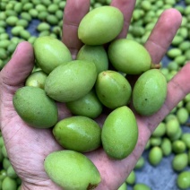 新橄榄新鲜青橄榄生橄榄果青果批发量大管够